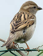 House Sparrow