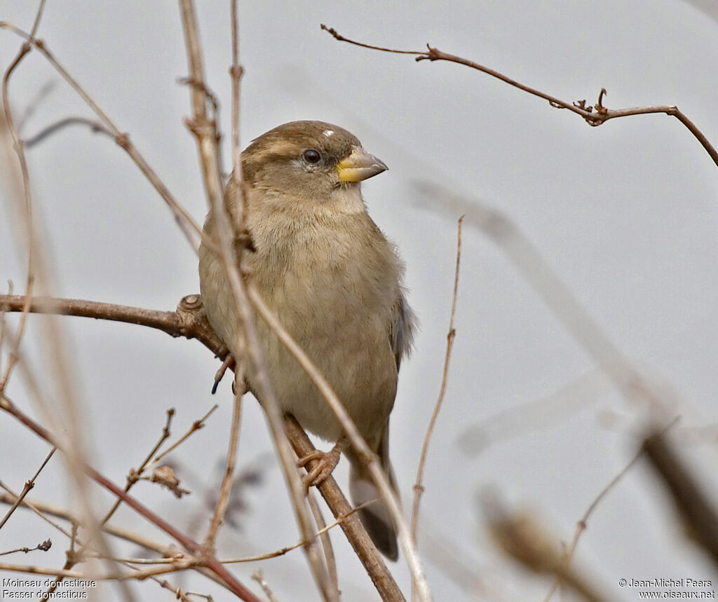 Moineau domestique femelle