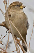 Moineau domestique