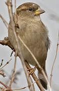 House Sparrow