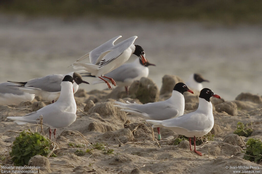 Mouette mélanocéphale