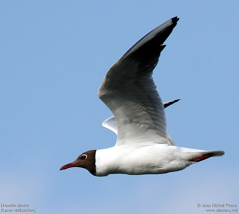 Mouette rieuseadulte nuptial