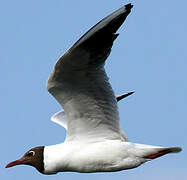 Mouette rieuse