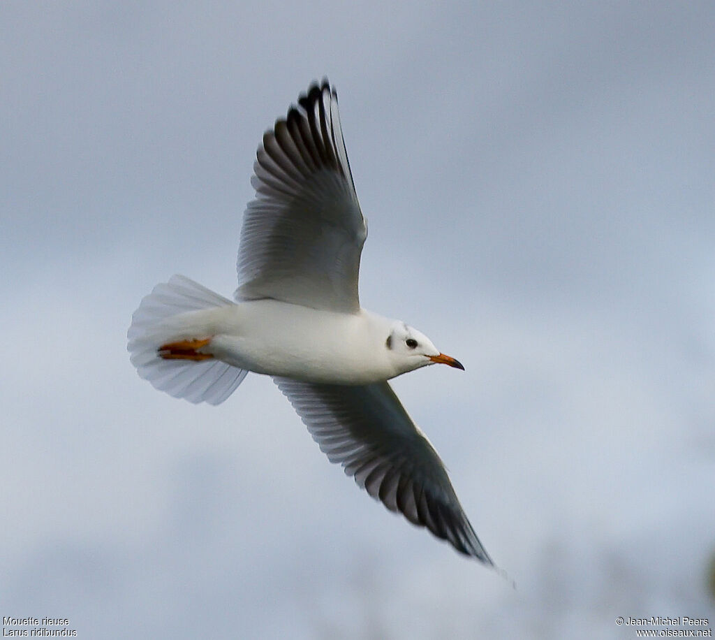 Mouette rieuseadulte internuptial