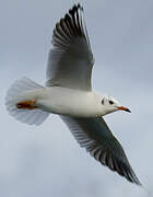 Mouette rieuse