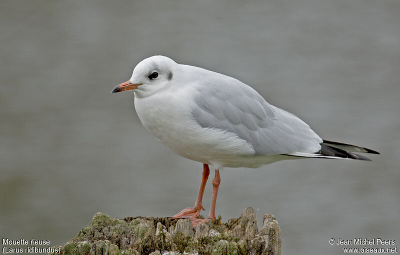 Black-headed Gulladult post breeding