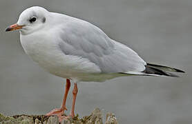 Mouette rieuse