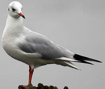 Mouette rieuse