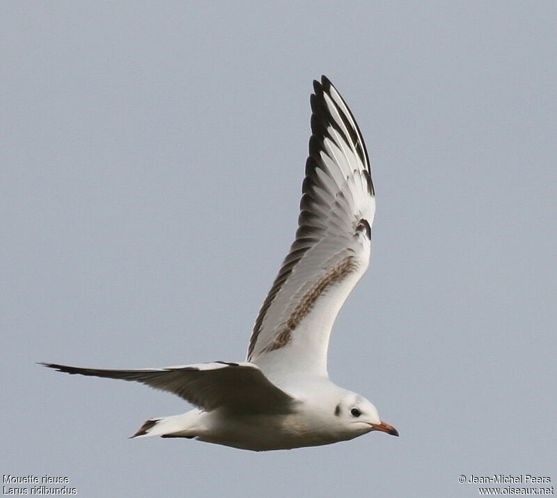 Mouette rieuse1ère année