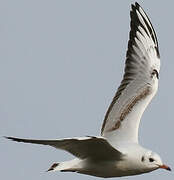 Mouette rieuse