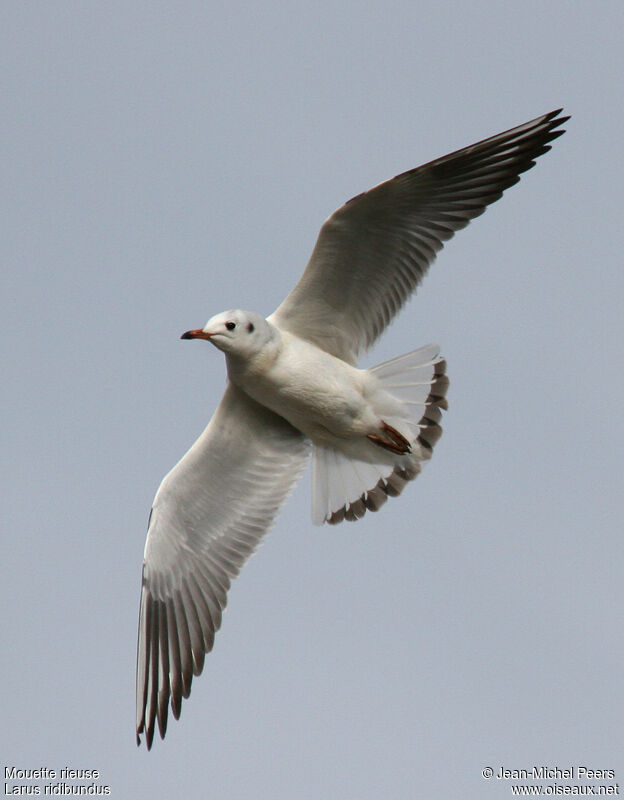 Black-headed GullFirst year