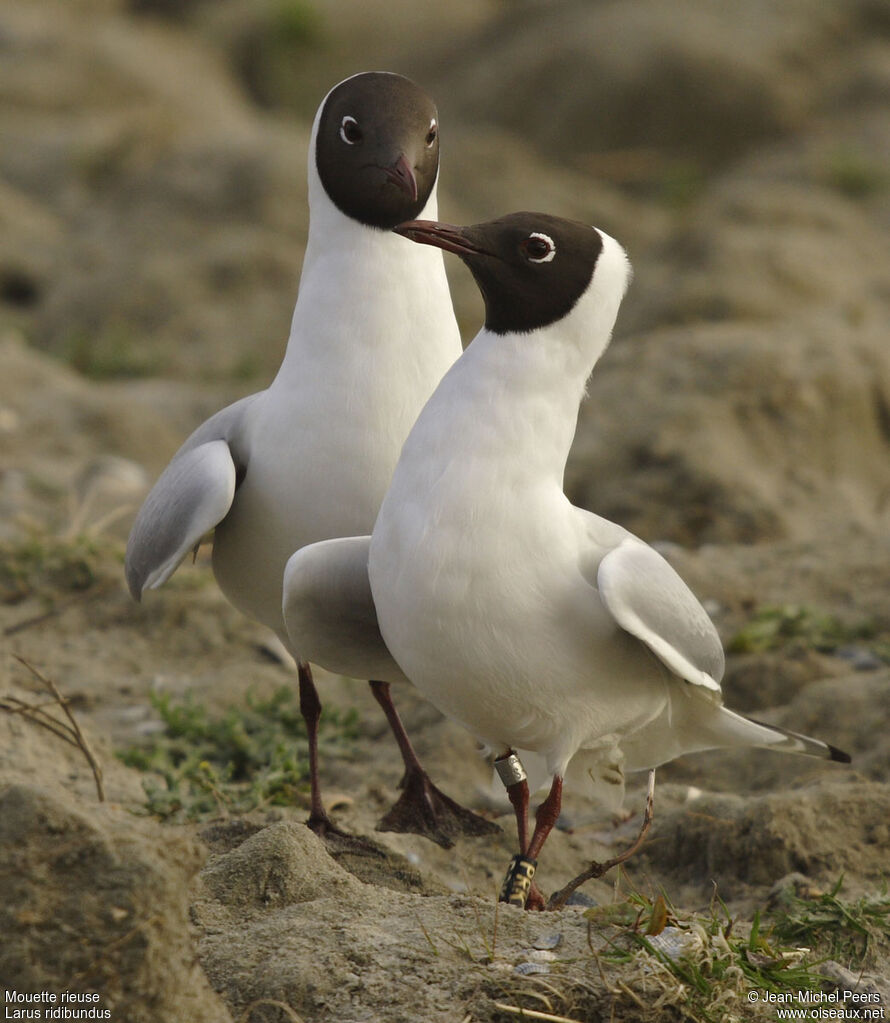 Mouette rieuse 