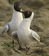 Mouette rieuse