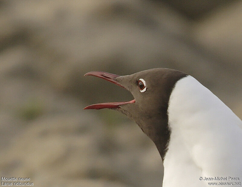 Black-headed Gulladult