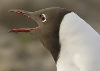 Mouette rieuse