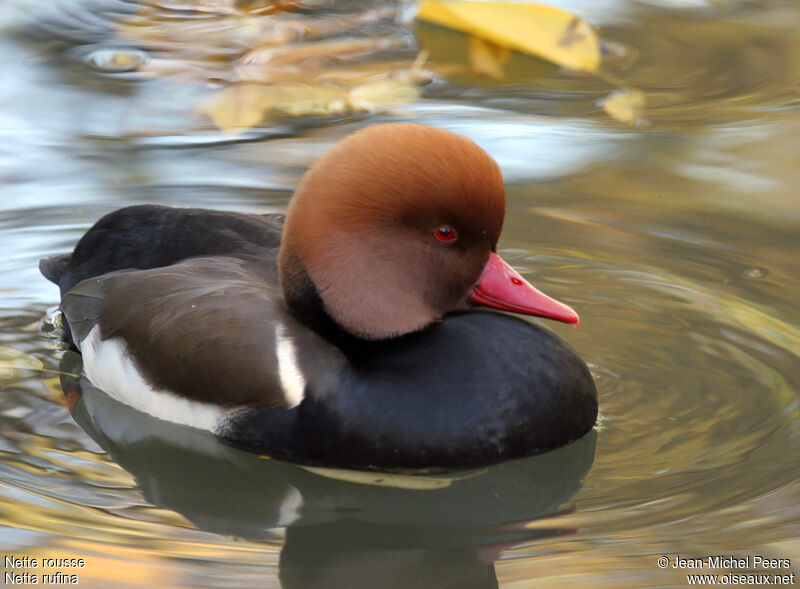 Nette rousse mâle adulte