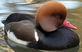 Red-crested Pochard