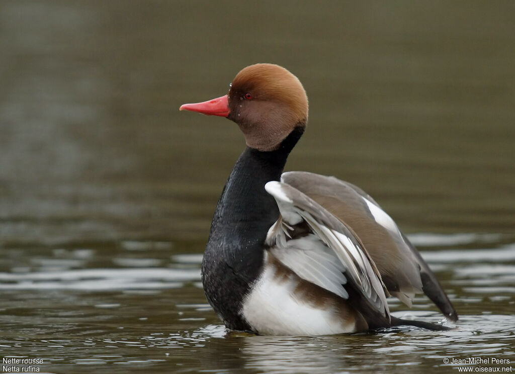 Red-crested Pochard male adult