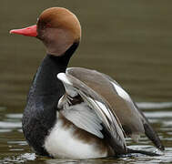 Red-crested Pochard