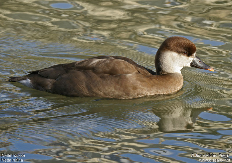 Red-crested Pochard female adult