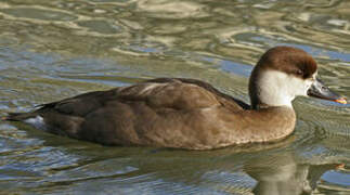 Red-crested Pochard