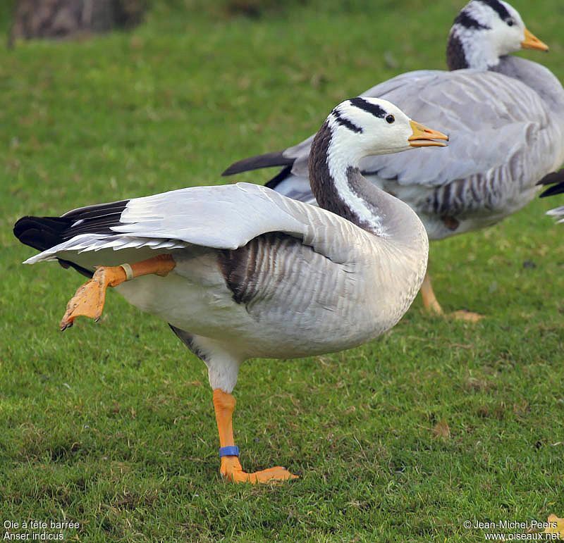 Bar-headed Gooseadult