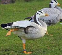 Bar-headed Goose