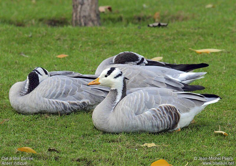 Bar-headed Gooseadult