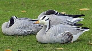 Bar-headed Goose