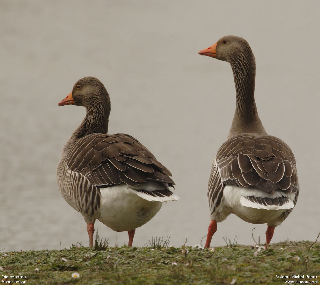 Greylag Goose 