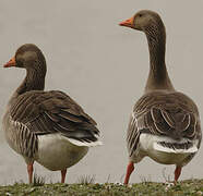 Greylag Goose