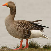 Greylag Goose