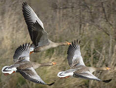 Greylag Goose