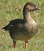 Taiga Bean Goose