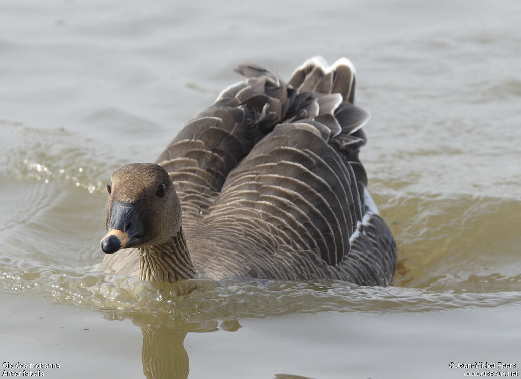 Taiga Bean Gooseadult