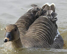 Taiga Bean Goose