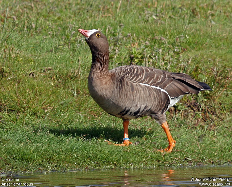 Lesser White-fronted Gooseadult