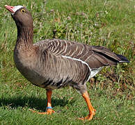 Lesser White-fronted Goose