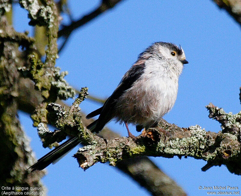 Long-tailed Tit