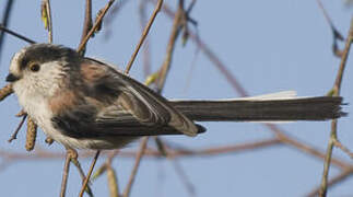 Long-tailed Tit