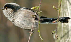 Long-tailed Tit