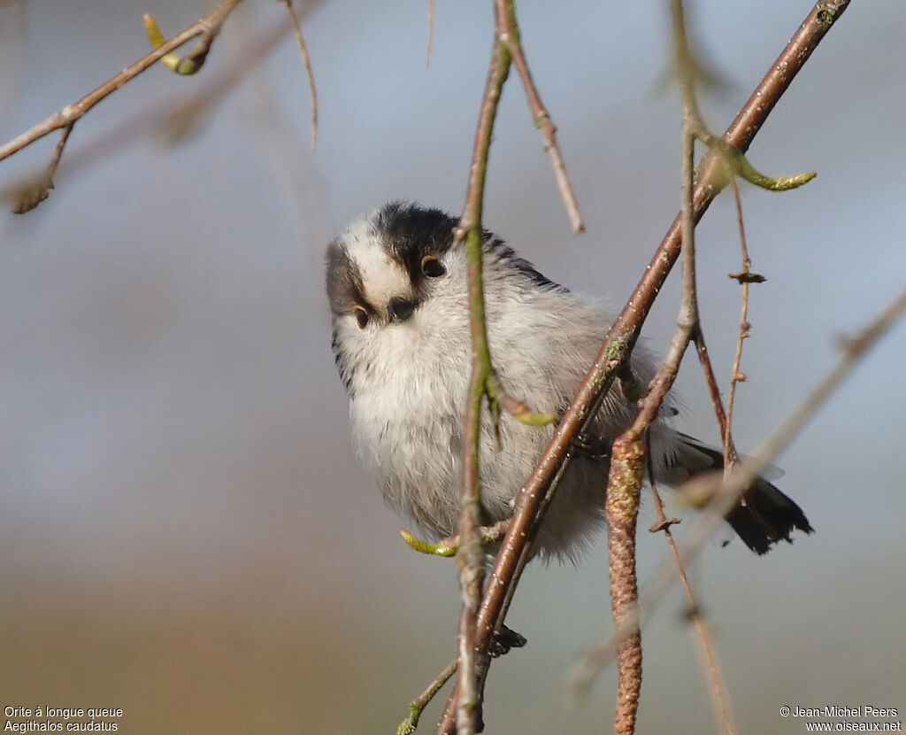 Long-tailed Titadult