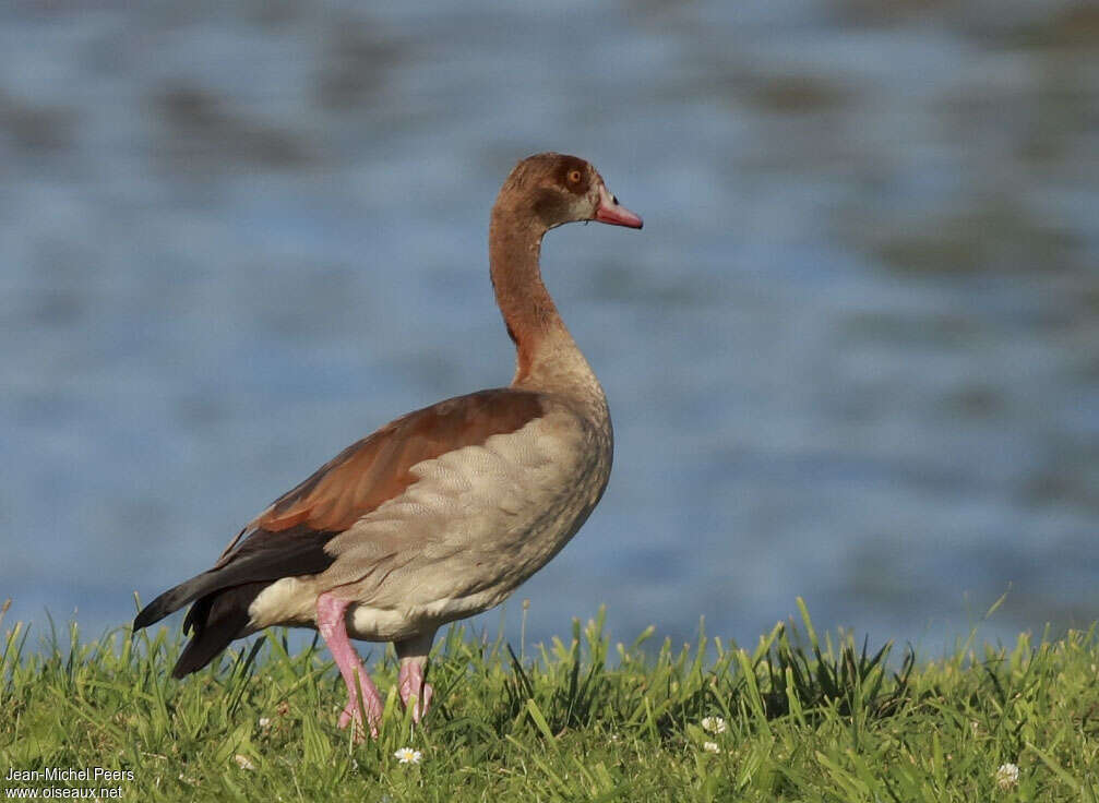 Egyptian Goosejuvenile