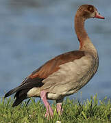 Egyptian Goose