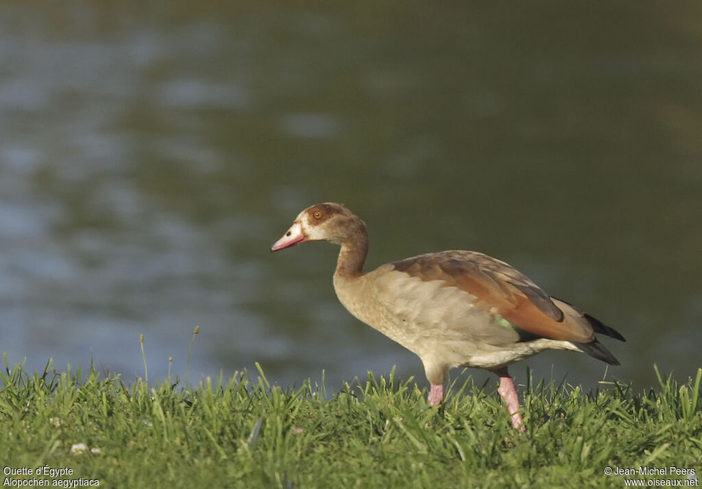 Egyptian Goose