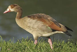 Egyptian Goose