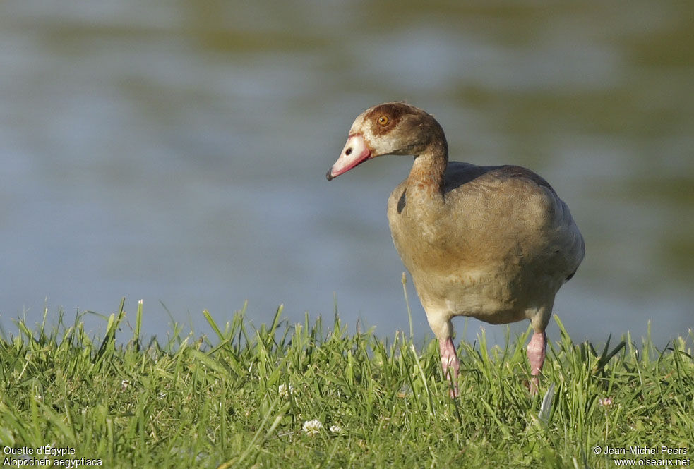 Egyptian Goose