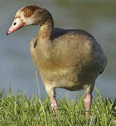 Egyptian Goose