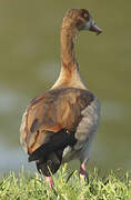 Egyptian Goose