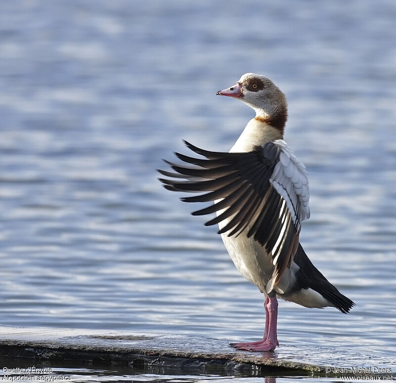 Egyptian Gooseadult